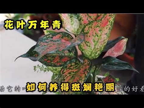 紅葉萬年青開花|萬年青